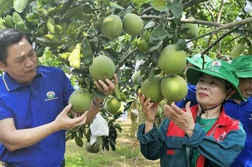 Điều gì khiến lãnh đạo Phú Thọ bổ sung nông nghiệp tuần hoàn vào chương trình hành động nhiệm kỳ?