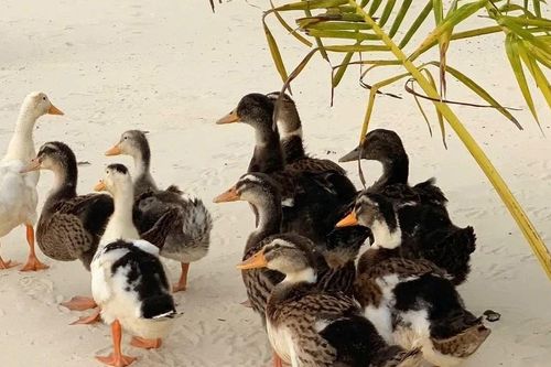Độc lạ cuộc thi đặt tên cho đàn vịt trôi dạt vào resort 5 sao