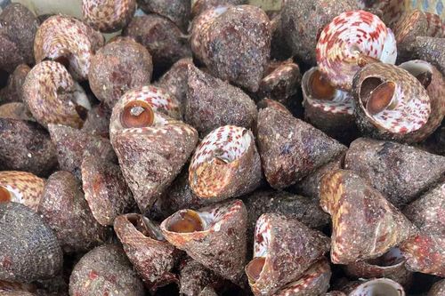 Sản vật 'trời ban' ở biển Việt có tên ngượng đỏ mặt, ăn giòn sần sật, ngọt ngon