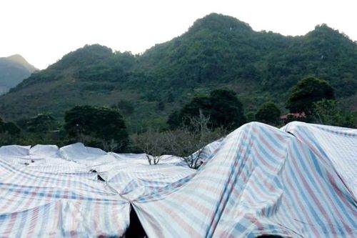 Thời tiết dị thường uy hiếp vựa 'vàng đen', dân phủ bạt, hun khói cứu cây