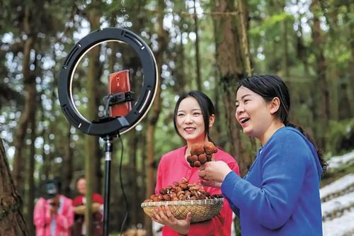 Rừng vô dụng hóa 'mỏ vàng xanh': Bí quyết của nông dân nghèo ở Trung Quốc