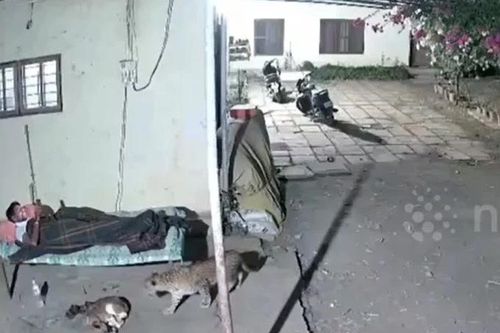 Chó nhà bị báo hoa mai ngoạm cổ trước mặt chủ và cái kết bất ngờ phía sau