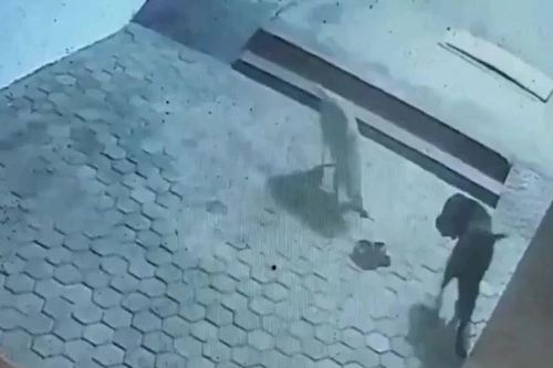 2 con chó nhà dũng cảm tử chiến với rắn hổ mang chúa để bảo vệ chủ