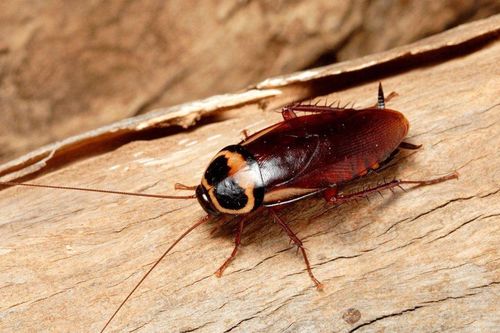Nuốt con gián sống 10cm để giành giải thưởng, người đàn ông qua đời ngay sau đó