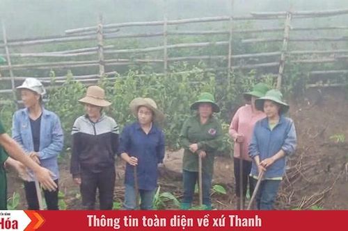 Về những 'cây trồng hạnh phúc' (Bài 3): Cây khoai mán ruột vàng ở Ché Lầu