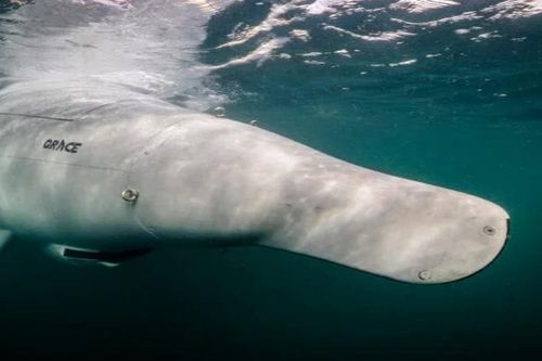 Công ty quốc phòng Đức thử nghiệm robot tự hành Grey Shark trên Biển Baltic