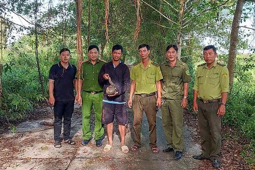 Thả con tê tê nặng khoảng 2kg về rừng