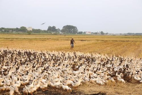 Bầy vịt của má tôi