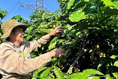 Chi hội trưởng nông dân Nguyễn Văn Lâm: Làm kinh tế giỏi, tận tâm với công tác Hội