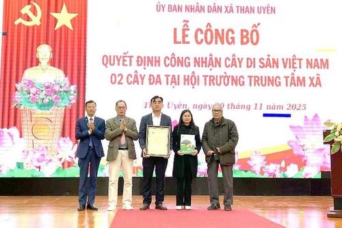 2 cây đa ở xã Than Uyên được công nhận là cây di sản Việt Nam
