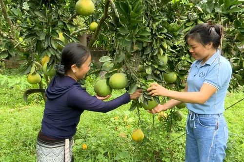 Hỗ trợ, đồng hành cùng hội viên phụ nữ phát triển kinh tế