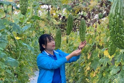Thủ lĩnh thanh niên tiên phong khởi nghiệp