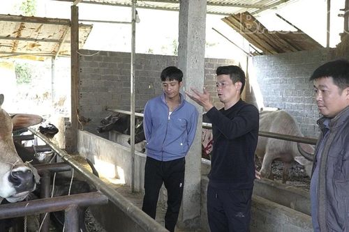 Nậm Có chủ động bảo vệ đàn gia súc