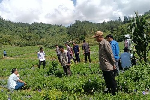 Nâng cao nhận thức về trồng, thu hái, và bảo tồn dược liệu đúng cách