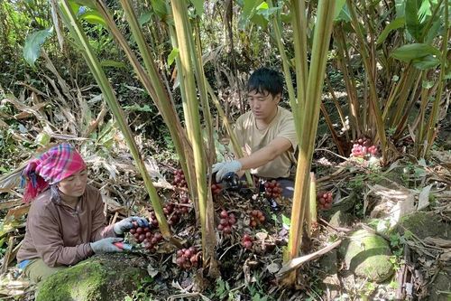 Trồng dược liệu dưới tán rừng giúp người dân Lai Châu nâng cao thu nhập, xóa nghèo bền vững