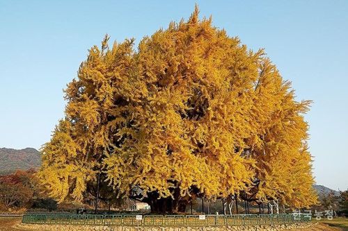 Dành 6 năm để vẽ hàng trăm bức tranh về cây bạch quả 1.300 năm tuổi