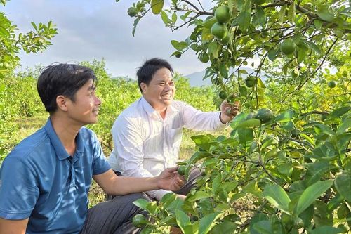 Trồng chanh tứ quý - Hướng đi mới của nông dân xã Mộ Đức
