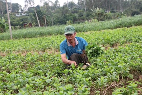 Khôi phục sản xuất nông nghiệp sau mưa, lũ