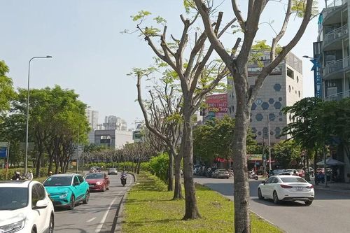 Cắt tỉa quá tay, mảng xanh trơ trụi