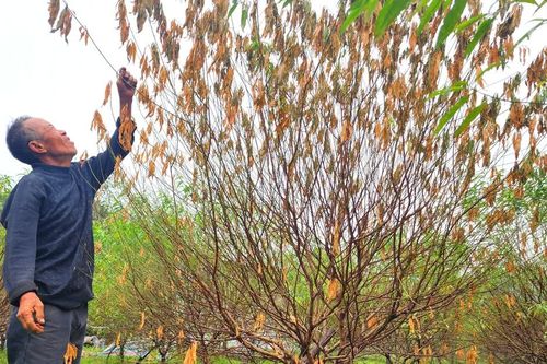 Hà Tĩnh: 'Thủ phủ' đào phai lo... mất tết