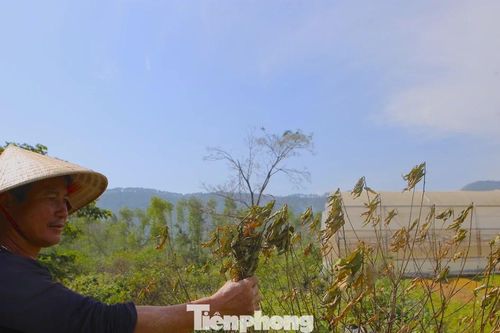 Đào chết khô sau mưa bão, nông dân thất thần lo mất vụ Tết