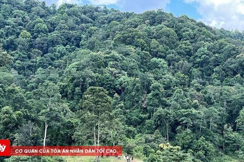 Sơn La: Giao khoán bảo vệ rừng, tạo sinh kế cho người dân giữ rừng