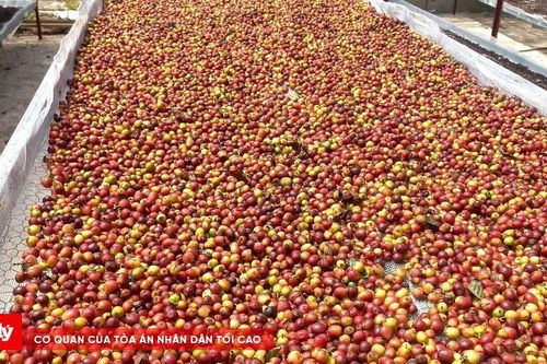 Cà phê Arabica - cây 'xóa đói giảm nghèo' ở Sơn La