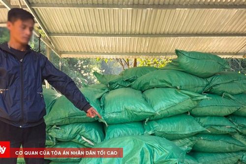 Thu giữ hơn 1,7 tấn cau khô vận chuyển trái phép qua biên giới