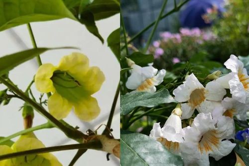 Bí quyết trồng cây Hạnh phúc giúp căn nhà luôn ấm cúng và 'đầy năng lượng tốt'