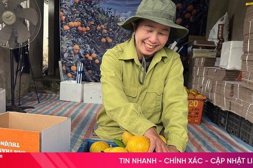 Ước thu khoảng 210 tỷ đồng từ hơn 2.500 tấn cam giòn Thượng Lộc