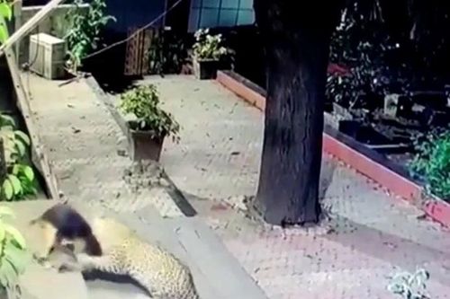 Báo hoa mai đang vồ chó nhà thì bất ngờ hoảng loạn tháo chạy