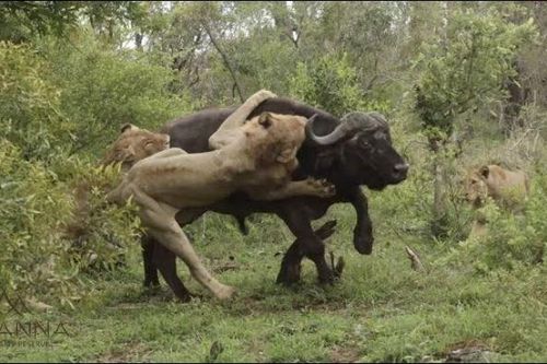 Bầy sư tử phối hợp ăn ý, hạ sát trâu rừng nặng hơn 800kg