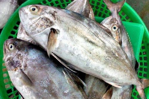 Loại cá có tên nhạy cảm nghe ngượng đỏ mặt là đặc sản, tò mò ăn thử thích mê luôn