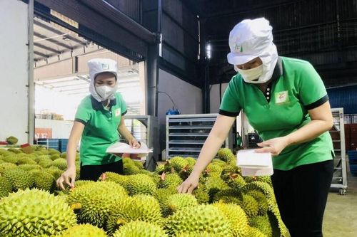 Xuất khẩu sang Trung Quốc: Bứt tốc từ lợi thế