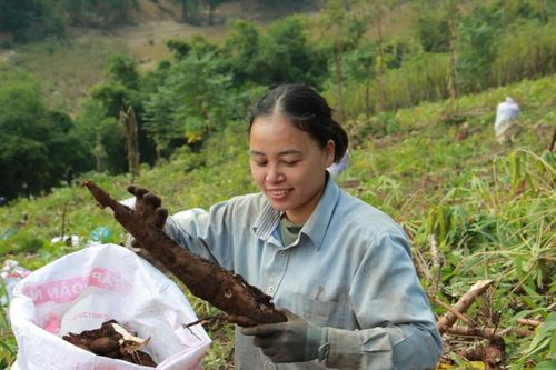 Sắn được mùa, được giá: Nông dân vùng cao rộn rã thu hoạch