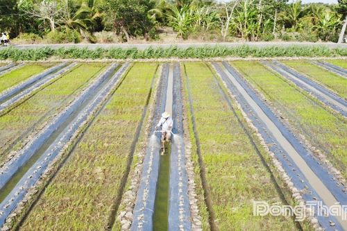 Hiệu quả từ chuyển đổi cây trồng