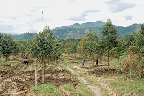 Các xã khu vực Khánh Sơn: Nỗ lực cứu cây trồng sau mưa lũ