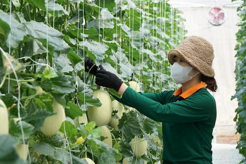 Kỳ vọng thành trung tâm nông nghiệp công nghệ cao Ðông Nam Á