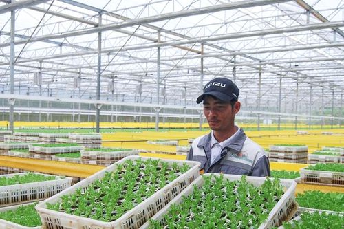 4 mùa xà lách thủy canh
