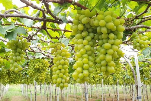Vườn nho Ba Mọi: Tham quan miễn phí xứ sở nho Khánh Hòa