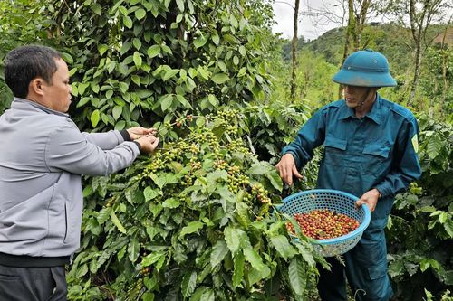 THA1-giống cà phê triển vọng