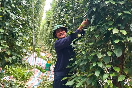 Tăng giá trị sản phẩm hồ tiêu nhờ sản xuất hữu cơ