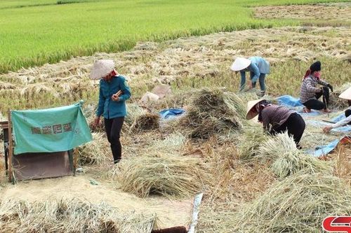 Dẻo thơm nếp tan Mường Lạn