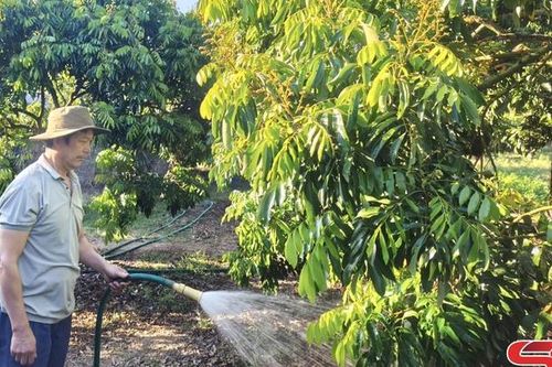 Vùng chuyên canh nhãn chín sớm ở Chiềng Khoong