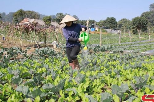 Ứng phó thời tiết cực đoan, bảo vệ sản xuất vụ đông