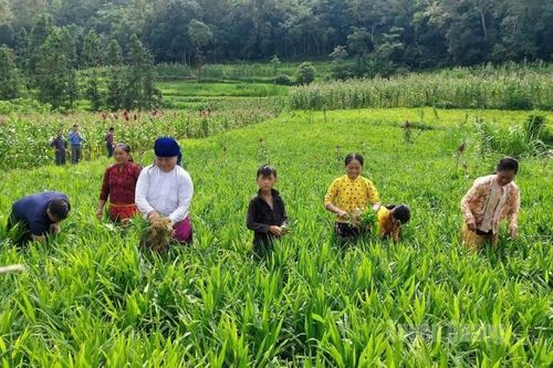Lũng Cú thu hoạch gừng đạt năng suất cao