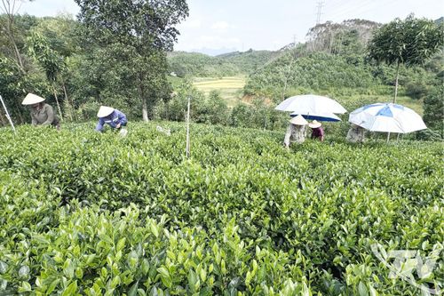 Hỗ trợ nguồn lực, nâng giá trị cây chè Yên Trạch