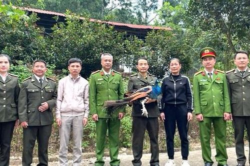 Thanh Hóa: Người dân giao nộp công Ấn Độ và khỉ mốc cho kiểm lâm