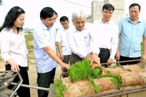 Hợp tác xã – Trụ cột quan trọng trong xây dựng nông thôn mới ở Nghệ An