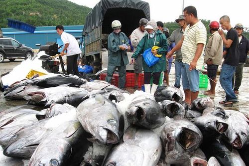 Năm 2026 ngành thủy sản Việt Nam sẽ phải đối mặt 'cú sốc' MMPA